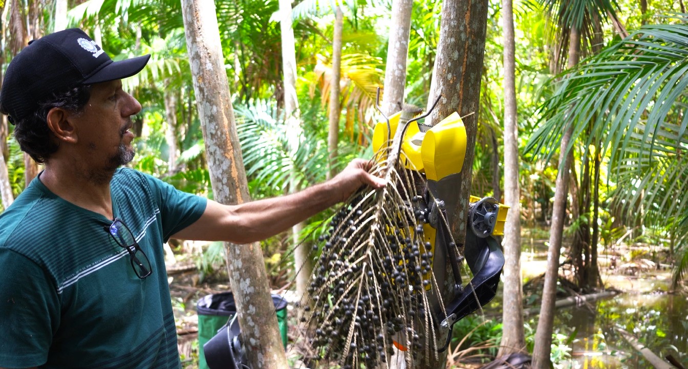 No momento, você está visualizando Alto Tietê é destaque na COP30 com projeto-piloto de colheita mecanizada do açaí juçara na Mata Atlântica